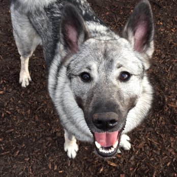 Wallace Park - Sweet dog at the park - Dog Parks Near Me - Portland, Oregon Wallace Park - Sweet dog at the park - Dog Parks Near Me - Portland, Oregon
