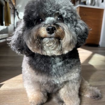 Bark Bath N' Beyond - Pet Groomers Near Me - Oceanside, California Bark Bath N' Beyond - Pet Groomers Near Me - Oceanside, California