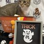 Photo of Kitty City Salon