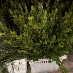 Ceasars Flowers