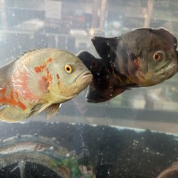 Tropical Fish and Feed - Grown Oscars