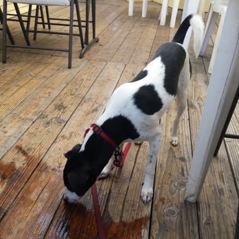 Golden Egg Cafe - Nice and cozy pet friendly patio - Breakfast & Brunch Near Me - Ventura, California