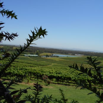 Audrey Wilkinson Vineyard - the vineyards, peak summer - Wineries Near Me - Pokolbin, NSW