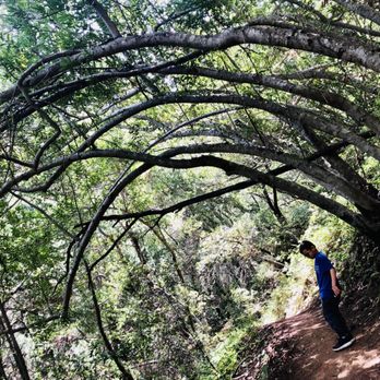 Uvas Canyon County Park - Parks Near Me - Morgan Hill, California