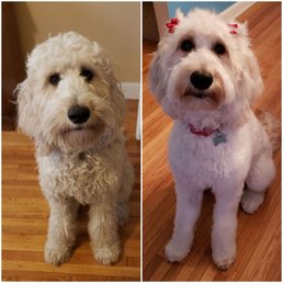 Before and after grooming shots of our goldendoodle. Before and after grooming shots of our goldendoodle.