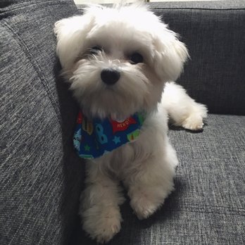 Unleashed Spa - My little Maltese, Jack. - Pet Groomers Near Me - New York, New York Unleashed Spa - My little Maltese, Jack. - Pet Groomers Near Me - New York, New York