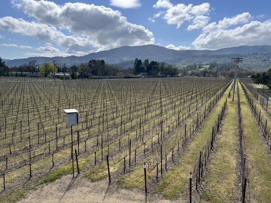 Whitehall Lane Winery by null