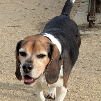 Watson Park - Dog Parks Near Me - San Jose, California