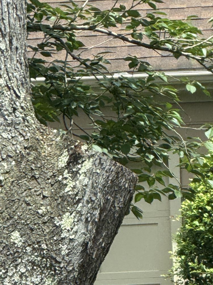 Tall Timber Tree Experts - tree service in Pittsburgh, PA