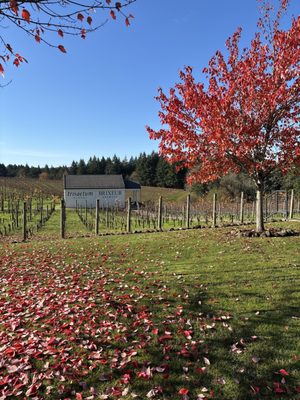 Trisaetum Winery by null