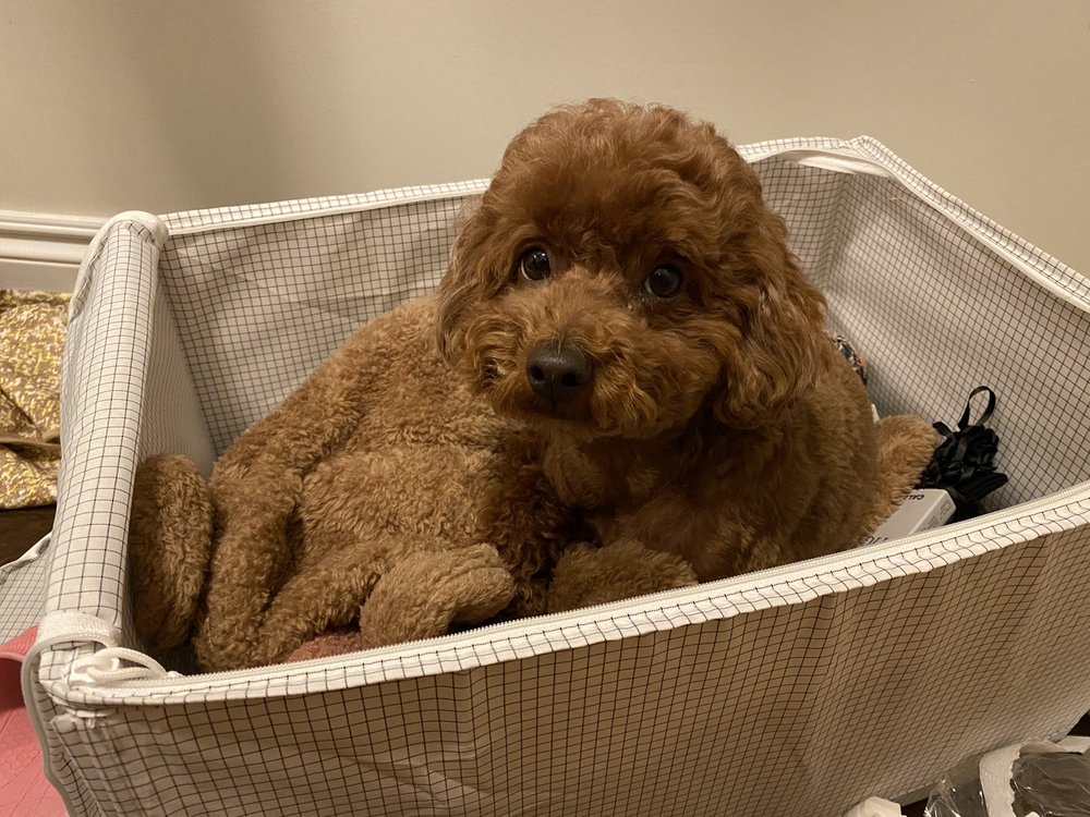 WOLFE PET GROOMING STUDIO Updated August 2024 15 Photos & 12