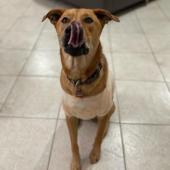 Burger King - Happy camper! She loved her burger! Just a pain patty. No bun or toppings. - Burgers Near Me - Weston, Florida Burger King - Happy camper! She loved her burger! Just a pain patty. No bun or toppings. - Burgers Near Me - Weston, Florida