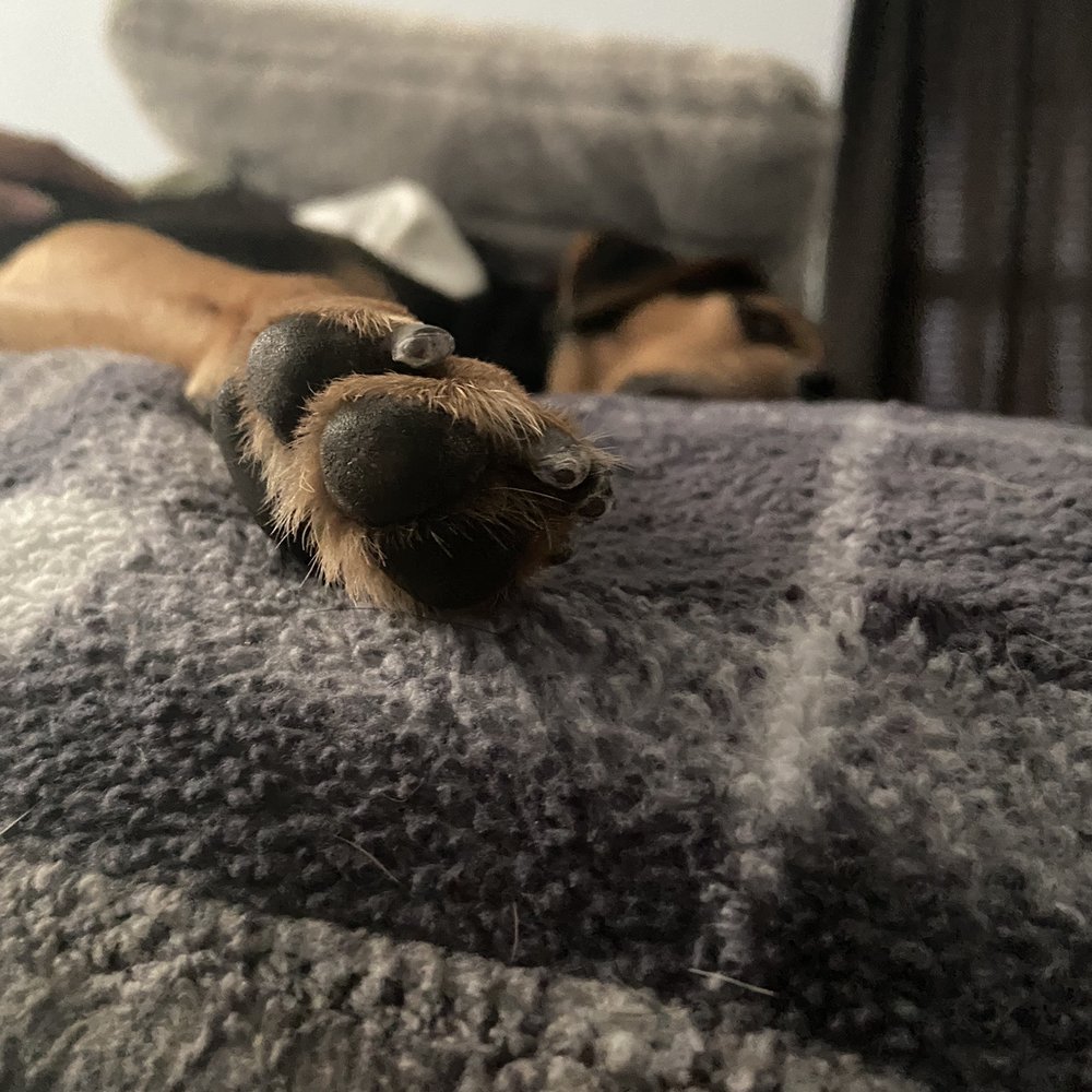 Petco - Pet Stores Near Me - San Antonio, Texas