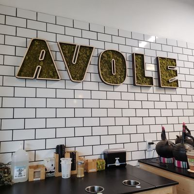 Avole CD by null