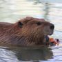 Southwest Wildlife Conservation Center