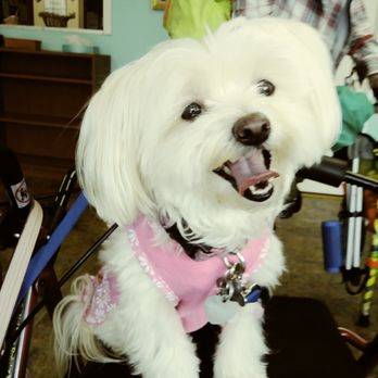 Trendi Pawz - Elimae beautiful as she is every time to comes. Here - Pet Groomers Near Me - Long Beach, California Trendi Pawz - Elimae beautiful as she is every time to comes. Here - Pet Groomers Near Me - Long Beach, California