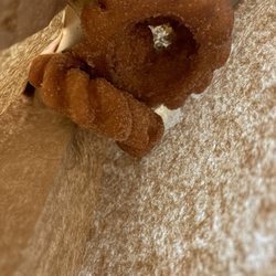 Bad Ass Coffee of Hawaii - Malasadas