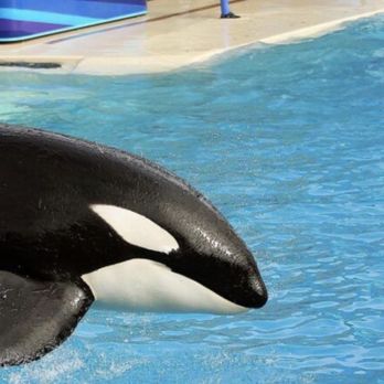 Orca Encounter - Amusement Parks Near Me - San Diego, California