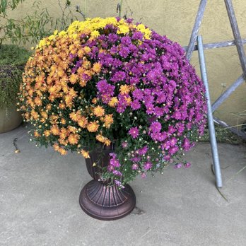 Farmhouse Memories - Live plants - Florists Near Me - Louisa, Kentucky