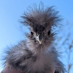 Bearded Lady Farms - Baby Silkie chick