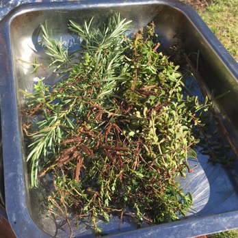 Finca Agostino - Fresh picked herbs from their garden - Wineries Near Me - Maipú, M