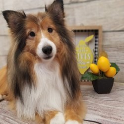 snoop dogg mobile grooming