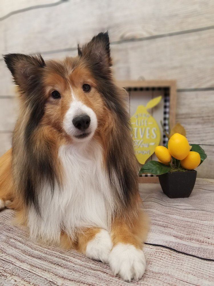 WILD HAIR MOBILE GROOMING Pet Groomers Puyallup, WA Phone Number