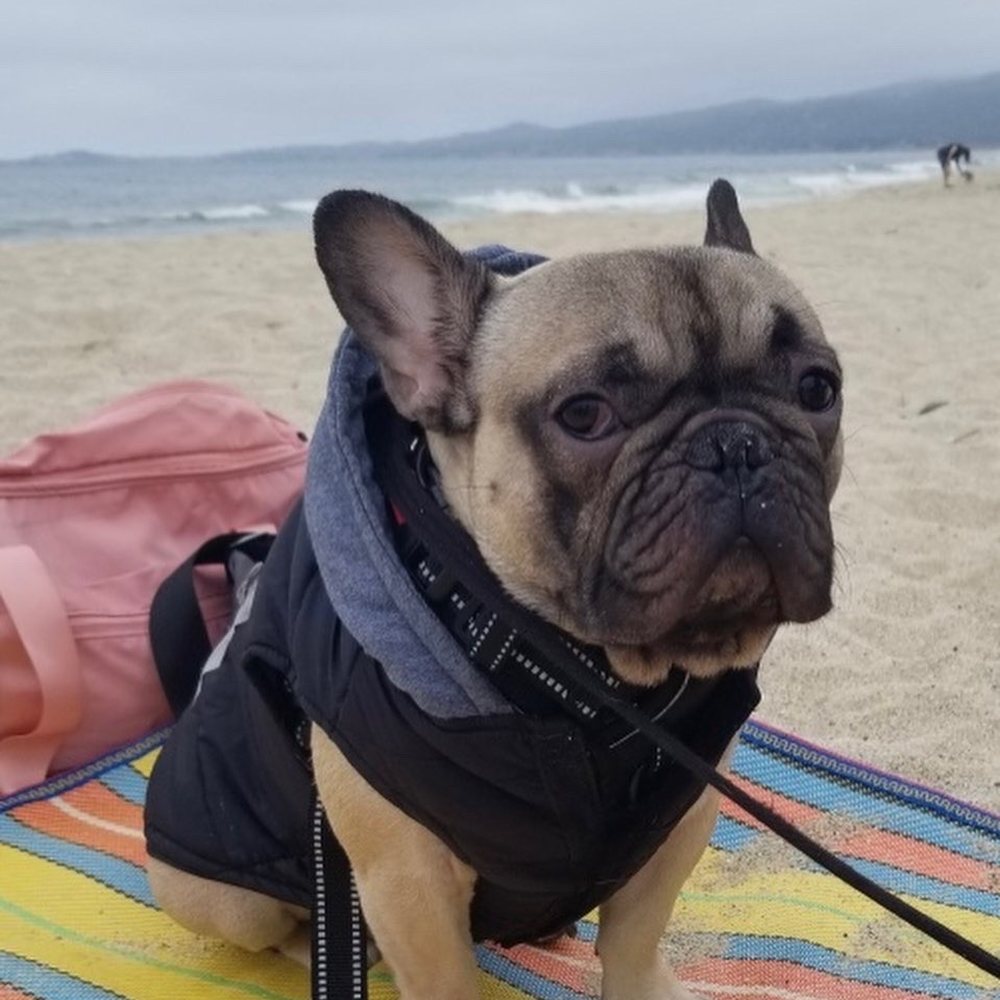 NorthCalFrenchies - First time at the beach - Pet Breeders Near Me NorthCalFrenchies - First time at the beach - Pet Breeders Near Me