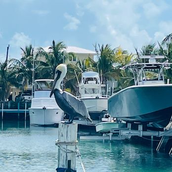 What The Fish Rolls - Seafood Near Me - Tavernier, Florida