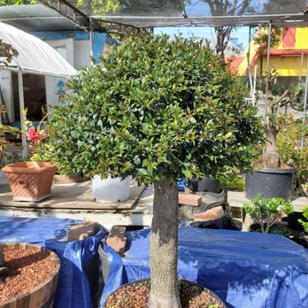 Eden Bonsai - Nurseries & Gardening Near Me - La Crescenta, California