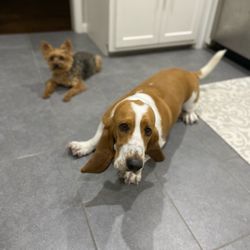 Bark Busters Home Dog Training San Antonio North