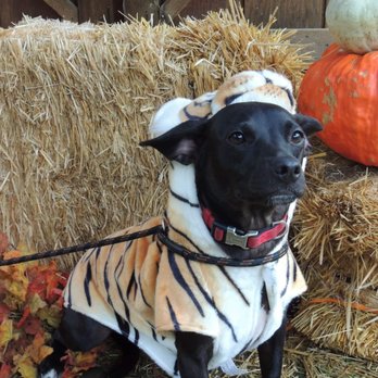The Pet Brigade - Gibson on Halloween! (PB) - Pet Groomers Near Me The Pet Brigade - Gibson on Halloween! (PB) - Pet Groomers Near Me