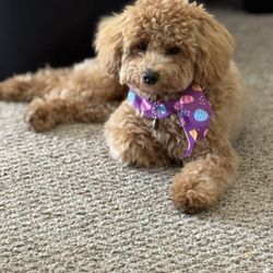 Everything Dog - home after a nice bath!