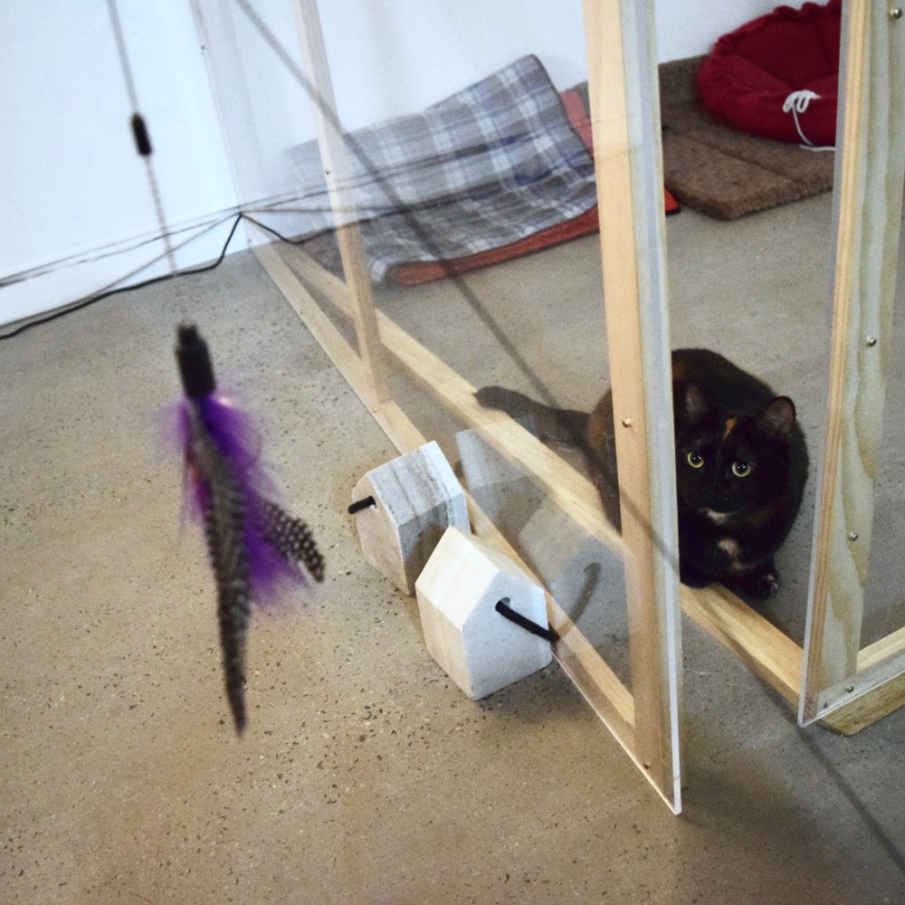 Cat Cafe Melbourne - some cats are shy at first but will come and play with you if you tease them with toys for a bit! - Themed Cafes Near Me - Melbourne, VIC