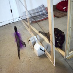 Cat Cafe Melbourne - Some cats are shy at first but will come and play with you if you tease them with toys for a bit!