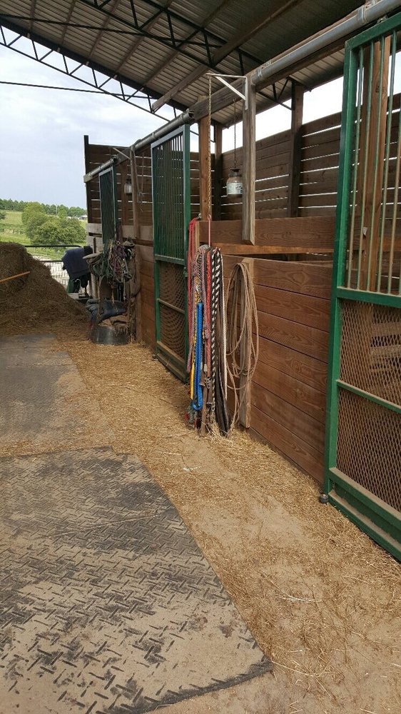 ELDORADO PASO FINOS 18913 Starcrest Ln, Clermont, Florida Horseback