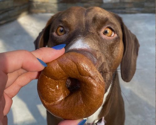 Einstein Bros. Bagels by null