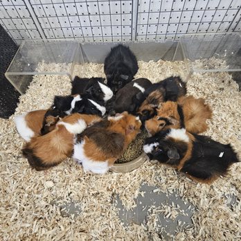 Pitter Patter Pets - Pet Stores Near Me - Amarillo, Texas Pitter Patter Pets - Pet Stores Near Me - Amarillo, Texas