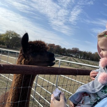 TX-Ture Farm - This guy you're gonna need to watch out for lol. He's savage. - Attraction Farms Near Me - Aubrey, Texas