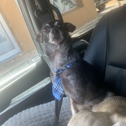 Viva K9 Dog Training Grooming and Boarding Center
