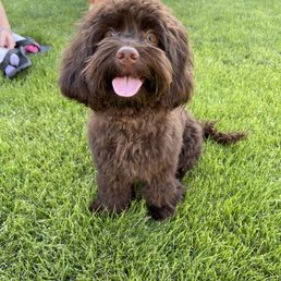 Happy pup after some pampering Happy pup after some pampering
