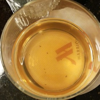 Westchester Marriott - THESE ARE THE BUGS WE WOKE UP TO...SMH!! - Hotels Near Me - Tarrytown, New York Westchester Marriott - THESE ARE THE BUGS WE WOKE UP TO...SMH!! - Hotels Near Me - Tarrytown, New York