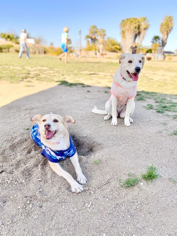 MAGGIE HOULIHAN MEMORIAL DOG PARK 125 Photos & 110 Reviews 425