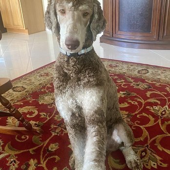 PetSmart - Pet Training Near Me - Rancho Santa Margarita, California