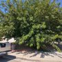 Flower Landscaping Company