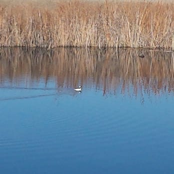 Guadalupe Creek Trail - Wood Duck - Hiking Near Me - San Jose, California Guadalupe Creek Trail - Wood Duck - Hiking Near Me - San Jose, California