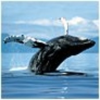 Fort Point - Jumper or Humpback? - Landmarks & Historical Buildings Near Me - San Francisco, California Fort Point - Jumper or Humpback? - Landmarks & Historical Buildings Near Me - San Francisco, California