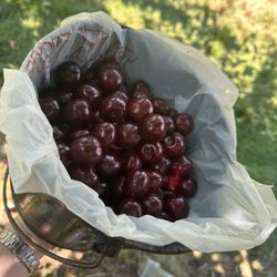 Soren’s Valhalla Orchards