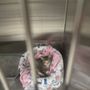 Photo of Miami Meow Mobile