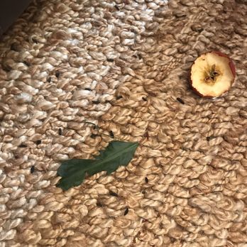 Clark Pest Control - Huge rat droppings and fruit they ate through - Pest Control Near Me - Concord, California